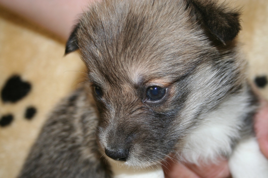 Puppies